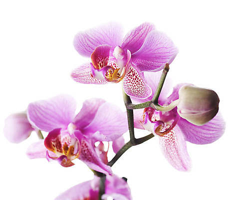 포토 JPG 해외이미지 식물 디자인 꽃잎 꽃 줄기 분홍색 백그라운드 꽃무늬 자연 발렌타인데이 선물 사랑 사람없음 장식 반사 활발 벚꽃 흰색 나뭇가지 신선 난초 모서리 성자 닫기 제비꽃 호접란 고립 이국적 해외202004 해외포토 나무 감정 종교 컬러 컨셉 무늬 모션 데이이벤트 생태계 파일형식