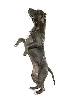 포토 JPG 해외이미지 동물 여자 놀이 서기 성인 사람없음 파란색 반려동물 회색 개 흰배경 고립 신앙심 해외202004 경비견 해외포토 컬러 백그라운드 포유류 모션 사람 흰색 파일형식