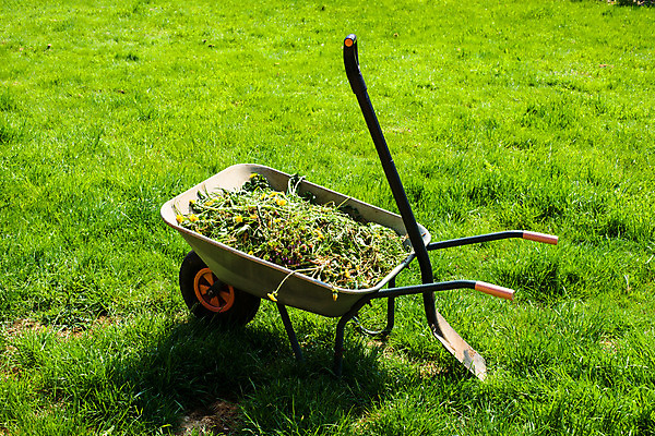 포토 JPG 해외이미지 식물 계절 잎 풍경 잔디 취미 사람없음 야외 정원 카트 수레 가을 기구 나뭇가지 죽음 바퀴 잡초 원예 조경 정원가꾸기 낭비 땅바닥 국경 해외202004 해외포토 나무 컨셉 바닥 파일형식