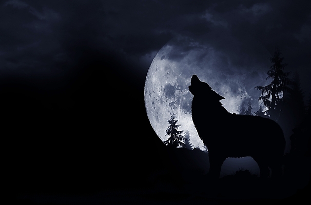 포토 JPG 해외이미지 나무 동물 백그라운드 일러스트 자연 사람없음 야외 가로 어둠 소리 보름달 달 황무지 개 야간 숲 무서움 육식동물 늑대 와이오밍 콜로라도 가문비나무 카피스페이스 오싹 해외202004 해외포토 자연요소 식물 감정 포유류 미국 공백 생태계 파일형식