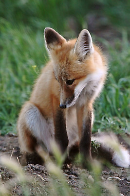 포토 JPG 해외이미지 주간 한마리 야생동물 사람없음 야외 아웃포커스 소프트포커스 여우 해외202004 해외포토 자연요소 동물 1 포유류 촬영기법 파일형식