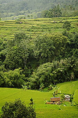 포토 JPG 해외이미지 전통 아시아 밭 자연 동양인 풍경 사람없음 마을 시골 발리 인도네시아 계단식 해외202004 해외포토 나라 섬 농업 인종 생태계 파일형식