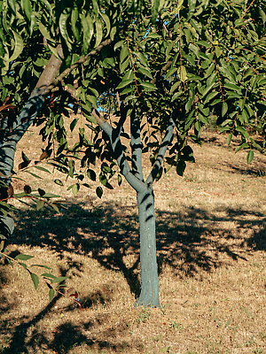 포토 JPG 해외이미지 식물 계절 음식 잎 농업 과일 매달리기 건강 사람없음 야외 치료 초록색 농작물 컬러풀 햇빛 농장 이탈리아 성장 시골 그룹 질병 사과 농부 숲 유기농 날것 복숭아 장면 건강식 무화과 내추럴 숙성 원예사 채식주의자 카피스페이스 세련 해외202310 해외포토 직업 웰빙 유럽 산업 컬러 의학 모션 태양 공백 채식 파일형식