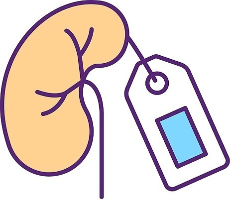 EPS 해외이미지 일러스트 의학 사람없음 꼬리표 신장 가격표 해외202310 해외일러스트 라벨 비뇨기관 파일형식 벡터