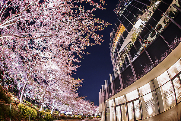 포토 JPG 해외이미지 식물 꽃잎 꽃 실루엣 분홍색 자연 하늘 조명 동양인 풍경 사람없음 야외 건물 빛 도시풍경 뷰티 일본 맑음 고층빌딩 봄 도시 도쿄 야간 기관 해외202310 해외포토 자연요소 건축물 계절 아시아 컬러 날씨 촬영기법 인종 빌딩 생태계 파일형식