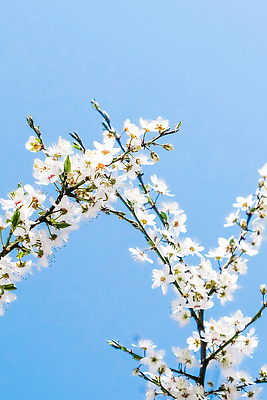 포토 JPG 해외이미지 나무 하늘색 백그라운드 자연 하늘 사람없음 벚꽃 화려 해외202310 해외포토 식물 꽃 컨셉 파란색 생태계 파일형식