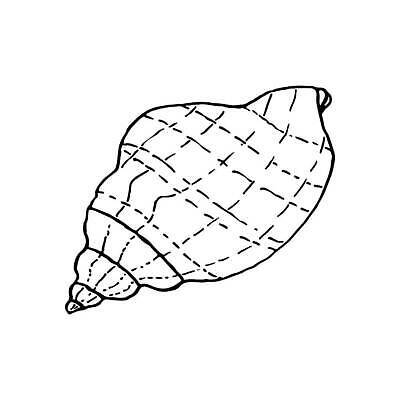 EPS 해외이미지 동물 손 실루엣 야생동물 선 모래 바다 스티커 일러스트 휴가 조개 불가사리 연체동물 나선형 그래픽 물 검은색 수중 껍질 흰색 소라 낙서 스케치 해산물 오브젝트 사인 그림 질감 심플 윤곽 가리비 고립 앵무조개 엘리먼트 이국적 벡터 해외202310 해외일러스트 자연요소 컬러 무늬 어패류 극피동물 무척추동물 촬영기법 미술 신체부위 파일형식