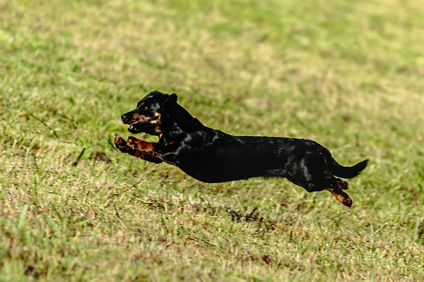 포토 JPG 해외이미지 동물 1 공원 감정 스포츠 밭 모션 놀이 건강 사람없음 야외 초록색 반려동물 달리기 뷰티 걷기 정원 점프 경쟁 에너지 게임 시골 레이싱 잡기 개 유혹 속도 사냥 송곳니 기르기 전력질주 챔피언 순혈 해외202310 해외포토 공공시설 컬러 컨셉 농업 포유류 시합 치아 돌봄 파일형식