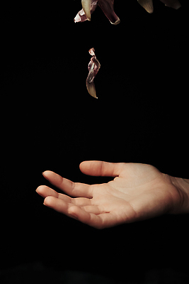 포토 JPG 해외이미지 템플릿 디자인 꽃잎 꽃 분홍색 결혼 백그라운드 컨셉 잎 꽃무늬 패턴 텍스트 자연 벽지 추상 휴가 프레임 실내 발렌타인데이 사랑 사람없음 장식 빨간색 뷰티 우주 낭만 튤립 달력 흰색 축하 인사 신용카드 떨어짐 자르기 질감 회전 엽서 내추럴 고립 깊이 현실 해외202310 해외포토 식물 감정 컬러 무늬 모션 데이이벤트 이벤트 내부 금융 예절 편지 생태계 파일형식