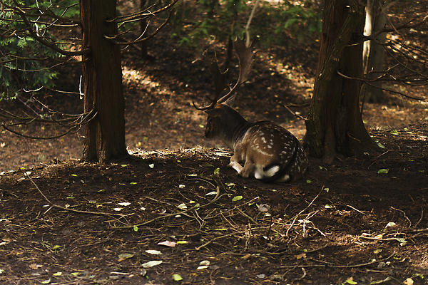 포토 JPG 해외이미지 주간 나무 동물 1 계절 공원 남자 야생동물 백그라운드 밭 포유류 자연 털 뿔 풍경 사람없음 야외 옆모습 햇빛 뷰티 갈색 머리 환경 달러 흰색 나뭇가지 시골 황무지 숲 큼 바퀴자국 사냥 내추럴 블러 아기사슴 암사슴 해외202310 해외포토 자연요소 식물 공공시설 새끼 뷰포인트 컬러 돈 농업 자국 사슴 사람 신체부위 태양 크기 암컷 생태계 파일형식