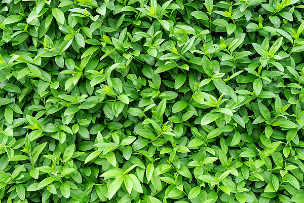 포토 JPG 해외이미지 나무 식물 디자인 계절 공원 벽 백그라운드 잎 패턴 자연 추상 사람없음 야외 가로 초록색 여름 울타리 뷰티 환경 정원 봄 성장 신선 숲 큼 관목 묘사 유기농 원예 질감 상록수 내추럴 생태학 카피스페이스 그리너리 해외202310 해외포토 웰빙 공공시설 교육 컬러 무늬 취미 담장 공백 크기 생태계 파일형식 트랜드컬러