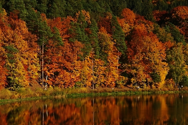 포토 JPG 해외이미지 나무 계절 공원 호수 컬러 여행 백그라운드 잎 캐나다 오렌지 자연 하늘 아침 산 사람없음 야외 목재 빨간색 초록색 물 파란색 빛 강 컬러풀 뷰티 반사 노란색 평화 일출 환경 맑음 침묵 일몰 연못 황무지 황금 숲 10월 내추럴 해외202310 해외포토 주간 자연요소 식물 공공시설 컨셉 북아메리카 과일 재료 날씨 노을 소리 날짜 생태계 파일형식