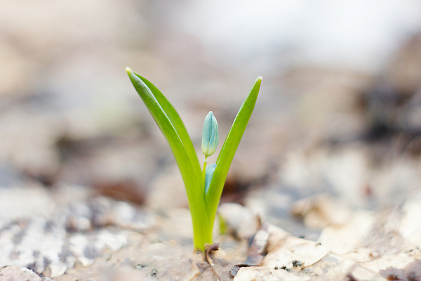포토 JPG 해외이미지 식물 계절 공원 꽃잎 꽃 줄기 컬러 여행 백그라운드 잎 꽃무늬 밭 봄꽃 자연 사람없음 야외 초록색 파란색 햇빛 뷰티 정원 봄 새벽 들꽃 성장 벚꽃 개화 속도 내추럴 깊이 헌병 해외202310 해외포토 자연요소 공공시설 무늬 농업 태양 군인 생태계 파일형식