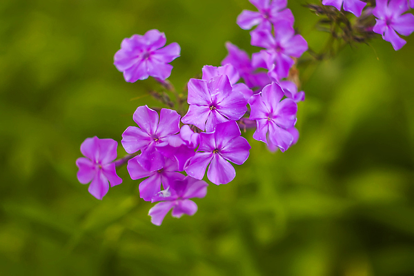 포토 JPG 해외이미지 식물 계절 꽃잎 꽃 야생동물 분홍색 컬러 백그라운드 잎 꽃무늬 자연 사람없음 야외 장식 컬러풀 뷰티 정원 보라색 봄 활발 벚꽃 흰색 신선 개화 닫기 제비꽃 원예 내추럴 강렬 영원 해외202310 해외포토 동물 컨셉 무늬 모션 취미 생태계 파일형식