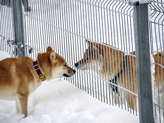 포토 JPG 해외이미지 동물 계절 공원 행복 백그라운드 겨울 포유류 가족 자연 날씨 털 사랑 사람없음 야외 빨간색 빛 반려동물 뷰티 갈색 걷기 일본 추위 흰색 개 숲 서리 송곳니 내추럴 기르기 유래 폭설 눈내림 순혈 해외202310 해외포토 공공시설 감정 아시아 컬러 관계 모션 눈_날씨 치아 자연재해 생태계 돌봄 파일형식