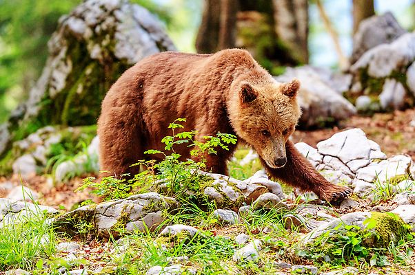 포토 JPG 해외이미지 한마리 야생동물 곰 자연 사람없음 야외 돌_바위 숲 해외202310 해외포토 동물 1 포유류 생태계 파일형식
