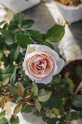 포토 JPG 해외이미지 식물 공원 꽃잎 꽃 줄기 컬러 백그라운드 잎 꽃무늬 자연 아침 풍경 사람없음 야외 초록색 여름 컬러풀 뷰티 장미 머리 정원 봄 성장 벚꽃 시골 신선 개화 다발 허브 향수 원예 아로마 내추럴 해외202310 해외포토 주간 계절 공공시설 무늬 취미 신체부위 화장품 생태계 파일형식