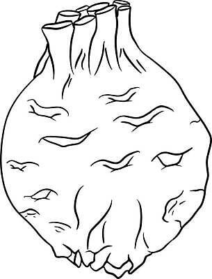 EPS 해외이미지 식물 손 디자인 배너 선 음식 백그라운드 농업 채소 일러스트 재료 자연 표시 건강 요리 미술 그래픽 장식 초록색 여름 세트 농장 주방 정원 샐러드 신선 시장 약초 낙서 인쇄 스케치 허브 오브젝트 메뉴 그림 유기농 양배추 힙스터 벡터 비건 국경 해외202310 해외일러스트 웰빙 계절 패션 산업 컬러 문화예술 신체부위 풀_식물 생태계 채식주의자 파일형식