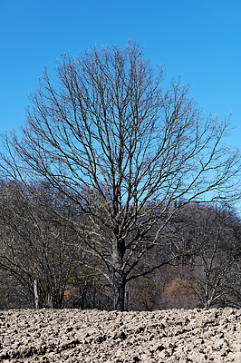 포토 JPG 해외이미지 나무 식물 계절 백그라운드 겨울 밭 자연 하늘 풍경 사람없음 야외 목재 파란색 뷰티 환경 봄 추위 나뭇가지 시골 가장자리 숲 내추럴 밭일 해외202310 해외포토 컬러 농업 재료 둘레 생태계 파일형식