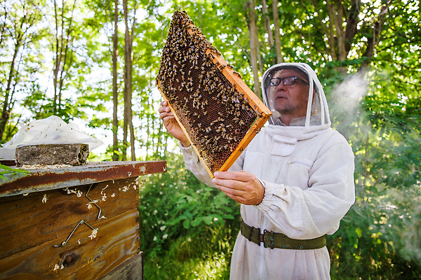 포토 JPG 해외이미지 나무 직업 음식 곤충 농업 자연 프레임 작업복 한명 성인 초록색 여름 농장 맑음 장비 잡기 업무 작업 제조 보호 숲 벌 감시 꿀 벌집 밀랍 양봉 양봉장 왁스 해외202310 해외포토 식물 동물 1 옷 계절 산업 컬러 컨셉 모션 날씨 사람 생태계 파일형식