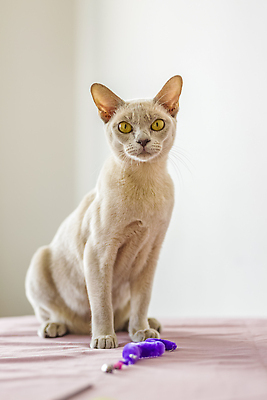 포토 JPG 해외이미지 앉기 사람없음 장난감 귀여움 고양이 해외202310 해외포토 컨셉 포유류 모션 반려동물 파일형식