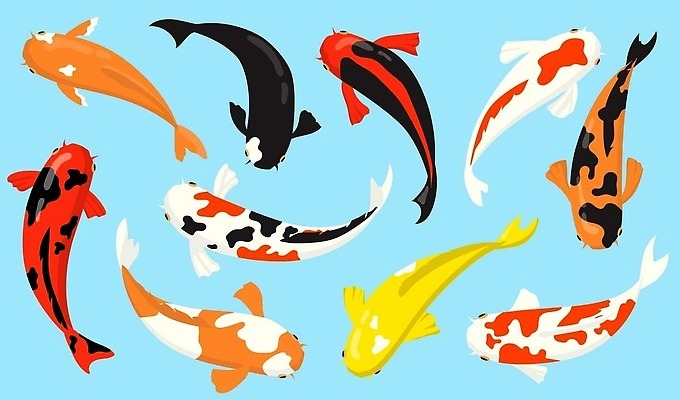 EPS 해외이미지 식물 동물 전통 디자인 아시아 문화 호수 선 컨셉 일러스트 자연 낚시 어류 미술 동양인 장식 빨간색 물 세트 노란색 정원 일본 수중 수영 중국 흐름 연못 그룹 황금 플랫 만화 수집 심볼 금붕어 팩 어장 잉어 내추럴 조립 고립 벡터 해외202310 해외일러스트 자연요소 나라 컬러 레저 문화예술 인종 수중동물 화장품 수상스포츠 생태계 파일형식