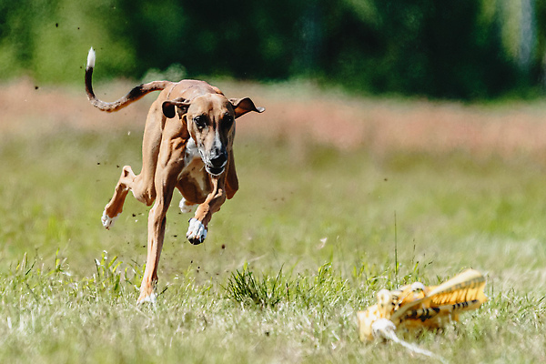 포토 JPG 해외이미지 동물 공원 행복 스포츠 셔츠 밭 포유류 모션 자연 놀이 건강 사람없음 야외 초록색 달리기 햇빛 뷰티 우주 정원 맑음 점프 검은색 경쟁 에너지 레이싱 잡기 개 유혹 강의 테리어 속도 호기심 사냥 사냥개 섬광 순간 순혈 해외202310 해외포토 공공시설 감정 컬러 컨셉 상의 농업 날씨 시합 태양 생태계 파일형식