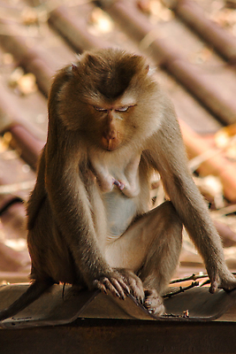포토 JPG 해외이미지 동물 응시 남자 딸 아시아 얼굴 야생동물 어린이 포유류 가족 자연 엄마 생물 털 동물원 국립공원 사랑 사람 앉기 사람없음 세로 초록색 갈색 머리 귀여움 원숭이 표현 아기 진화 숲 모피 싱글 유인원 동쪽 돌봄 생존 해외202310 해외포토 시선 공원 감정 나라 컬러 컨셉 관계 모션 신체부위 소방 방향 생태계 파일형식