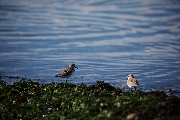 포토 JPG 해외이미지 동물 여행 자연 조류 항해 사람없음 야외 파란색 맑음 해조류 철새 해외202310 해외포토 컬러 배_교통 날씨 해양식물 생태계 파일형식
