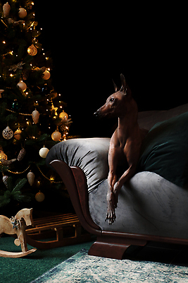 포토 JPG 해외이미지 나무 동물 크리스마스 기념 사람없음 장식 뷰티 크리스마스트리 검은색 축하 개 기르기 해외202310 해외포토 식물 기념일 컬러 컨셉 포유류 돌봄 파일형식