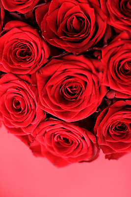 포토 JPG 해외이미지 꽃다발 근접촬영 사람없음 빨간색 장미 로맨틱 해외202310 해외포토 꽃 뷰포인트 컬러 컨셉 파일형식