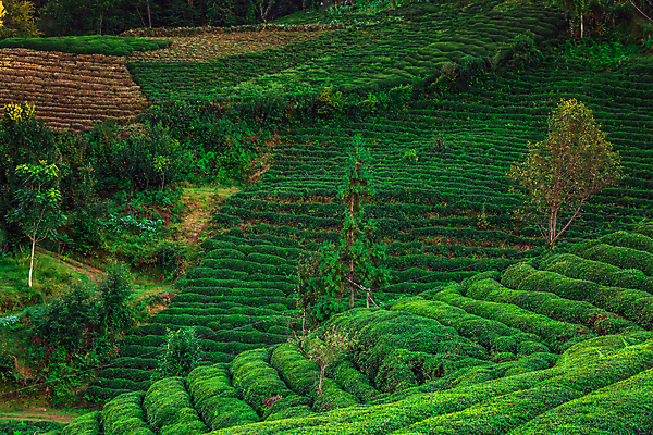 포토 JPG 해외이미지 나무 백그라운드 잎 밭 사람없음 초록색 농장 맑음 신선 녹차 유기농 해외202310 해외포토 식물 웰빙 컬러 농업 날씨 차_음료 파일형식
