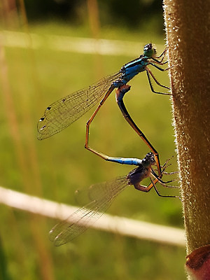 포토 JPG 해외이미지 야생동물 컬러 곤충 백그라운드 절지류 날개 무척추동물 앉기 사람없음 그래픽 여름 뷰티 환경 잠자리 그림 육식동물 짝짓기 내추럴 동물상 생태학 그리너리 해외202310 해외포토 동물 계절 교육 모션 조형물 파일형식 트랜드컬러
