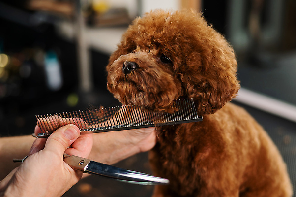 포토 JPG 해외이미지 손 신체부위 뷰티 귀여움 이발 푸들 빗질 다듬기 미용가위 애견빗 해외202310 해외포토 컨셉 모션 가위_도구 사람 미용용품 개 애견용품 파일형식