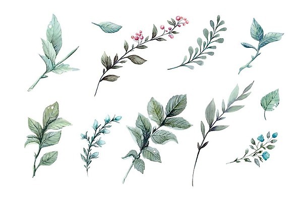 EPS 해외이미지 나무 식물 디자인 꽃 컬러 결혼 백그라운드 잎 꽃무늬 패턴 일러스트 자연 프레임 미술 그래픽 장식 초록색 세트 뷰티 정원 봄 수확 흰색 나뭇가지 시골 신선 붓 우아함 인쇄 수집 허브 그림 에코 손그림 내추럴 고립 엘리먼트 유칼립투스 벡터 그리너리 해외202310 해외일러스트 계절 컨셉 무늬 농업 문화예술 이벤트 환경 생태계 파일형식 트랜드컬러