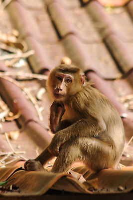 포토 JPG 해외이미지 동물 응시 남자 딸 아시아 얼굴 야생동물 어린이 포유류 가족 자연 엄마 생물 털 동물원 국립공원 사랑 사람 앉기 사람없음 세로 초록색 갈색 머리 귀여움 원숭이 표현 아기 진화 숲 모피 싱글 유인원 동쪽 돌봄 생존 해외202310 해외포토 시선 공원 감정 나라 컬러 컨셉 관계 모션 신체부위 소방 방향 생태계 파일형식