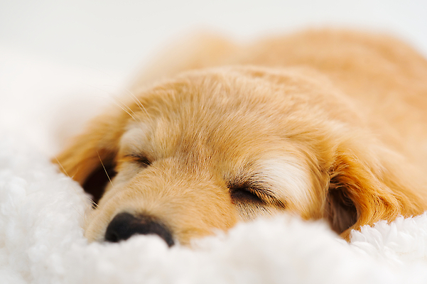 포토 JPG 해외이미지 한마리 반려견 새끼 사람없음 눕기 눈감음 이불 잠 개 골든리트리버 강아지 해외202310 해외포토 동물 1 포유류 침구 모션 반려동물 리트리버 파일형식