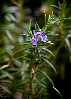 포토 JPG 해외이미지 나무 식물 꽃 음식 잎 꽃무늬 재료 자연 건강 요리 사람없음 초록색 약 보라색 봄 이탈리아 나뭇가지 신선 양념 조미료 맛 지중해 허브 향수 향신료 유기농 원예 향기 아로마 향 아로마테라피 로즈메리 내추럴 채식주의자 치료제 해외202310 해외포토 웰빙 계절 유럽 바다 컬러 컨셉 무늬 의학 취미 화장품 생태계 채식 냄새 테라피 향미료 파일형식