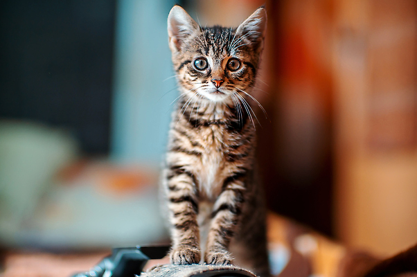 포토 JPG 해외이미지 동물 응시 야생동물 새끼 패턴 밭 포유류 자연 생물 털 동물원 앉기 사람없음 야외 뷰티 머리 환경 고양이 힘 줄무늬 관찰 점 황무지 위험 모피 사파리 손목시계 코 귀 사냥꾼 육식 솜털 주둥이 내추럴 동물상 사바나 웅장함 해외202310 해외포토 직업 시선 시계 컨셉 무늬 농업 장신구 모션 신체부위 반려동물 조형물 생태계 파일형식