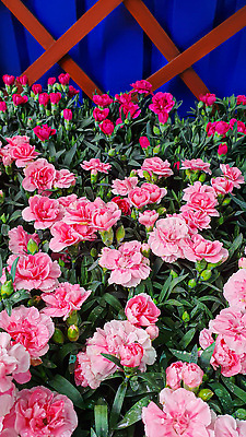 포토 JPG 해외이미지 식물 꽃 백그라운드 잎 자연 탁자 표면 새로움 그림자 서기 사람없음 목재 빛 울타리 세일 상점 정원 어둠 골동품 광선 물방울 나뭇가지 시골 신선 판넬 바늘 체리 이슬 카네이션 질감 아로마 지역 금잔화 채소밭 모종 옛날 프로젝트 가문비나무 그리너리 개조 해외202310 해외포토 나무 가구 컨셉 밭 과일 재료 모션 담장 도구 생태계 파일형식 트랜드컬러