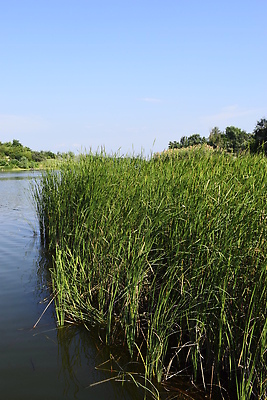 포토 JPG 해외이미지 나무 구름 계절 공원 호수 물결 파도 백그라운드 밭 자연 지팡이 하늘 낚시 날씨 파노라마 갈대 풍경 잔디 사람없음 초록색 물 여름 파란색 강 햇빛 뷰티 환경 맑음 침묵 봄 활발 흰색 전원 시골 만 고독 장면 지역 내추럴 해외202310 해외포토 자연요소 식물 공공시설 감정 바다 컬러 컨셉 농업 레저 촬영기법 태양 소리 전기에너지 생태계 파일형식