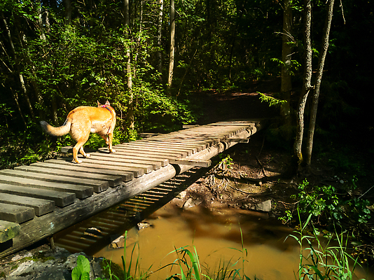 포토 JPG 해외이미지 응시 여자 남자 행복 이동 캐나다 생각 사다리 곰 포유류 함께함 사랑 사람 소년 성인 사람없음 가로 반려동물 달리기 평화 점프 우정 활발 탐험 개 골든리트리버 리트리버 강아지 호주 결합 위험 래브라도리트리버 동료 육식동물 커뮤니티 사냥꾼 송곳니 동반자 순간 진짜 충실 해외202310 해외포토 동물 직업 시선 감정 어린이 컨셉 북아메리카 관계 모션 친구 도구 오세아니아 치아 파일형식