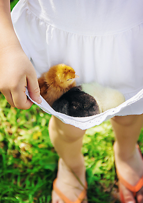 포토 JPG 해외이미지 여자 어린이 병아리 세마리 한명 들기 야외 하반신 소녀한명만 해외202310 해외포토 1 모션 조류 3 사람 여자한명만 소녀만 파일형식