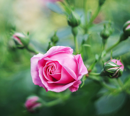 포토 JPG 해외이미지 꽃 분홍색 잎 자연 사람없음 화려 원예 해외202310 해외포토 식물 컬러 컨셉 취미 생태계 파일형식