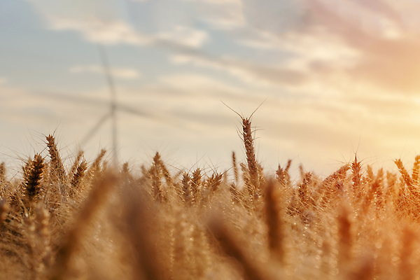 포토 JPG 해외이미지 식물 계절 음식 빵 줄기 백그라운드 컨셉 밭 농업 자연 날씨 불꽃 씨앗 풍경 사람없음 야외 여름 빛 농작물 햇빛 태양 뷰티 농장 농경지 노란색 환경 농사 맑음 일몰 수확 성장 가을 시골 황금 낟알 시리얼 밀 보리 귀 밭일 숙성 호밀 해외202310 해외포토 자연요소 산업 컬러 불 곡류 신체부위 노을 생태계 파일형식