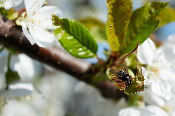 포토 JPG 해외이미지 나무 식물 동물 1 야생동물 줄기 곤충 백그라운드 잎 농업 절지류 자연 무척추동물 사람없음 야외 초록색 환경 정원 검은색 손상 나뭇가지 시골 체리 해충 벌레 위험 작음 묘사 원예 생물학 문제 내추럴 기생충 생태학 제어 해외202310 해외포토 교육 산업 컬러 컨셉 과일 취미 바이러스 크기 생태계 파일형식