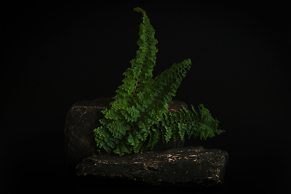 포토 JPG 해외이미지 백그라운드 사람없음 공간 풀잎 단상 포디움 해외202310 해외포토 잎 무대 풀_식물 파일형식