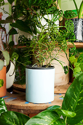 포토 JPG 해외이미지 화분 화초 사람없음 원예 해외202310 해외포토 식물 취미 파일형식