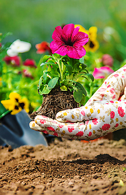 포토 JPG 해외이미지 손 꽃 장갑 들기 신체부위 정원 흙 성장 삽 원예 심기 해외202310 해외포토 식물 잡화 모션 사람 취미 파일형식