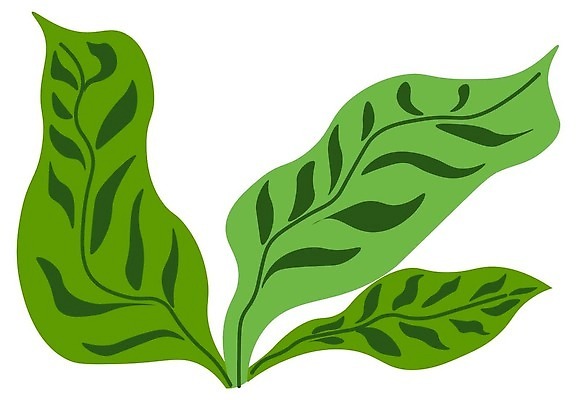 EPS 해외이미지 식물 디자인 계절 꽃잎 화초 잎 꽃무늬 일러스트 자연 아이디어 안테나 장식 뷰티 유행 환경 정원 봄 낭만 나뭇가지 시골 신선 화려 클래식 우아함 숲 배열 허브 묘사 유기농 질감 하와이 상록수 내추럴 고립 이국적 벡터 그리너리 디테일 해외202310 해외일러스트 나무 웰빙 꽃 컨셉 무늬 통신 미국 생태계 파일형식 트랜드컬러